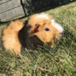 Meet your Posher, Snickers
